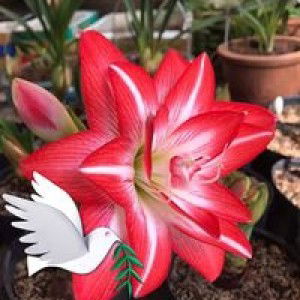 Nguyễn Bảo profile icon