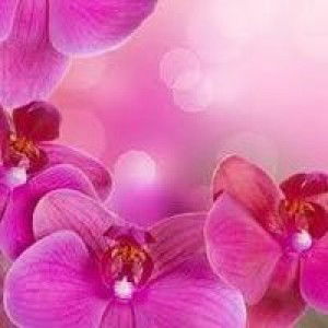 Faeza Alvaris profile icon