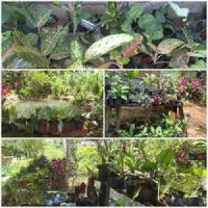 Judith Pundong profile icon