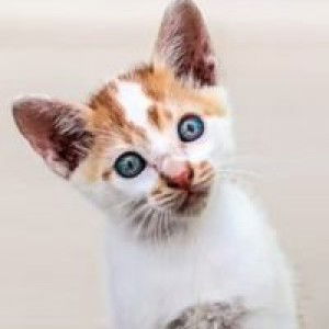 Bekti Setyo Ningsih profile icon