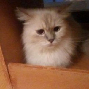 irra wahyunii profile icon