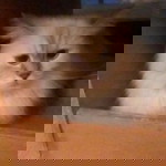 irra wahyunii profile icon