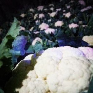 panggil ceuceu profile icon