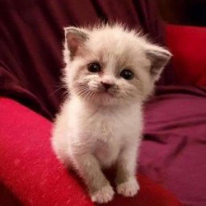 syarmila mahizair profile icon