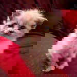 syarmila mahizair profile icon