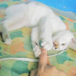 Puji Lestari profile icon