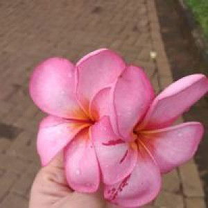 Yayah Setya Wati profile icon