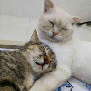 Trinh Subi profile icon