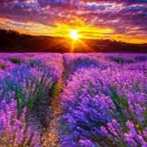 Norjanah Mohd Bikin profile icon