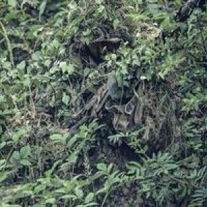 Sllow Wee Laa profile icon