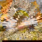 Norma Omma profile icon