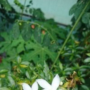 Nata Lya profile icon