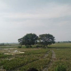 Supandi Bachtiar profile icon