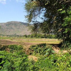 Ati Januarti profile icon