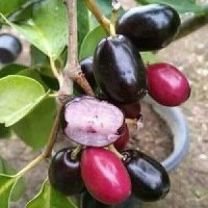 Syaquilla Kim profile icon