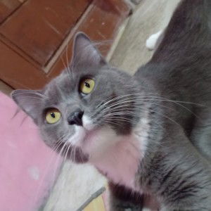 Ria Maestia profile icon