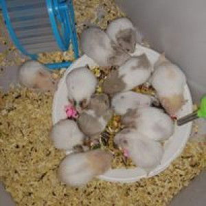 Bơ Nì profile icon