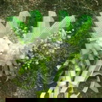 Hanse Ssd profile icon