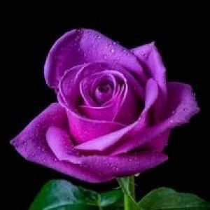 Che Violett / santi mmah irham profile icon