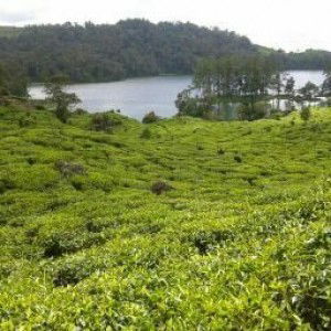 Ria Fransiska profile icon