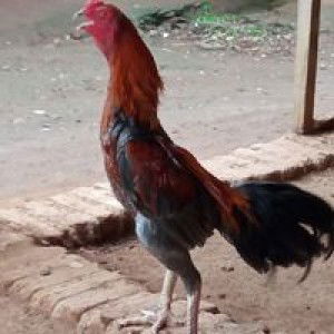 Ari Hari profile icon