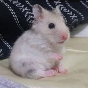 Loogprang Thanlada profile icon