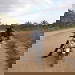 Deva Anggraeni profile icon