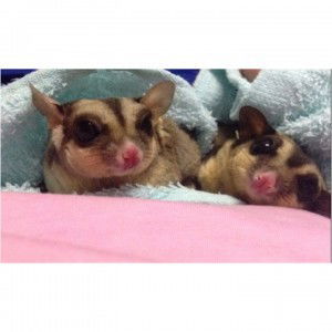 pung pon profile icon