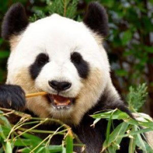 panda sepet profile icon