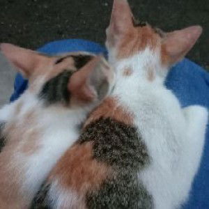 Nora Varoucka Utty profile icon