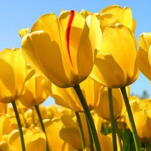 fareeda husin profile icon