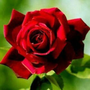 almaida shofiani profile icon