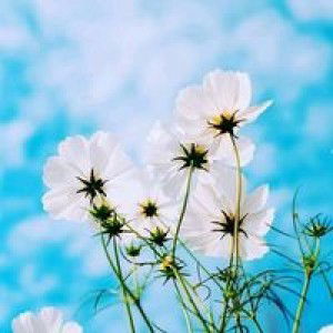 Rikayanaa profile icon