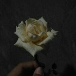 Niatussania profile icon