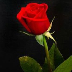 Arifah Umi profile icon