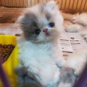 iin intania hafsari profile icon