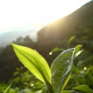 Aliyesa Kartika Putri profile icon