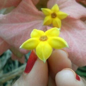 afifah aziec profile icon