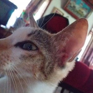 Chaman_Channel profile icon