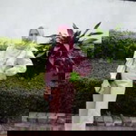 Nasmee Ma profile icon