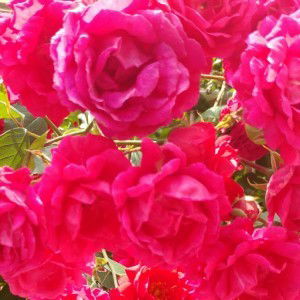 Su Weon profile icon