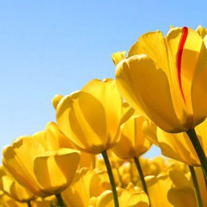 mutiautami 070 profile icon