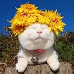 หมู อ้วน profile icon