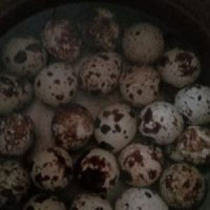 Cut Sri Wahyuni profile icon