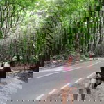 Yen Siriban-Navarrete profile icon