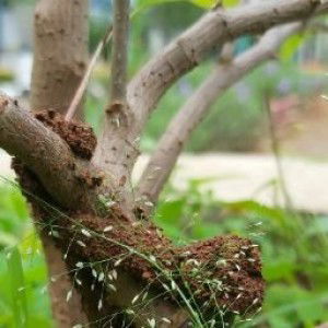 Juhaeriyah Az profile icon