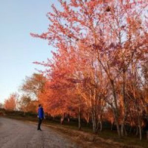 Sarawut Bd profile icon