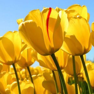 Yuni Mardiana profile icon