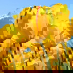 Yuni Mardiana profile icon