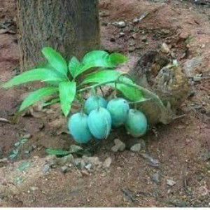 Nur Hayati profile icon